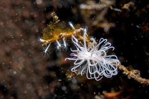 färgrik chromodoris nakensnäckan stänga upp makro detalj i indonesien foto