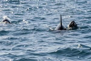 baja kalifornien delfiner simning i de blå hav foto