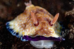 färgrik chromodoris nakensnäckan stänga upp makro detalj i indonesien foto