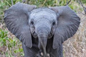 bebis elefant ser på du i kruger parkera söder afrika foto