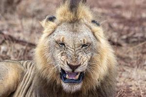 manlig lejon i kruger parkera söder afrika foto