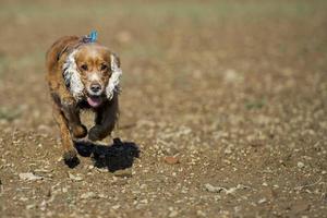 valp cockerspaniel spaniel spelar i de jord foto