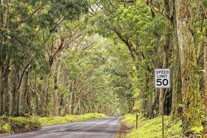 hawaii ö skog träd tak väg på solig dag foto