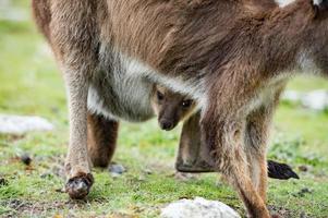 känguru mor och son porträtt foto