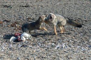 grå räv äter en pingvin på de strand foto