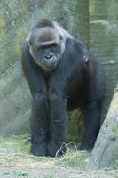 gorilla apa apa stänga upp porträtt foto