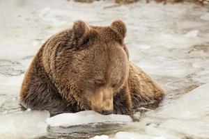 svart Björn brun grizzly i vinter- foto