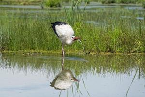 stork porträtt medan reflekterande på träsk vatten foto