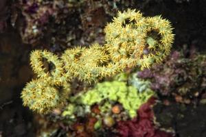 hård korall makro detalj medan dykning i indonesien foto