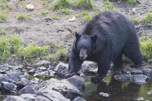 en svart Björn medan comig till du foto