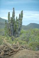 mexikansk kaktus i baja kalifornien foto