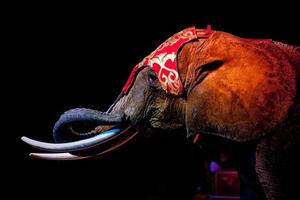 elefant i de cirkus foto