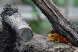 gyllene mantella groda av madagaskar foto