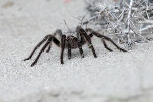 tarantel Spindel stänga på de sand bakgrund foto