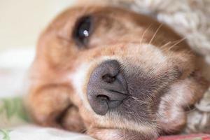 hund näsa makro detalj stänga upp foto