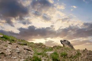 marken hog marmot porträtt när du tittar på dig foto