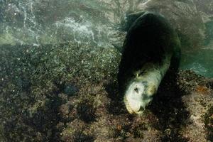 manlig hav lejon under vattnet ser på du foto