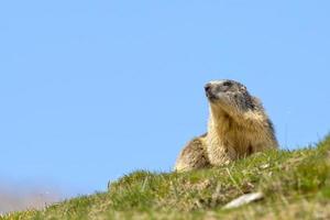 marmot porträtt när du tittar på dig foto