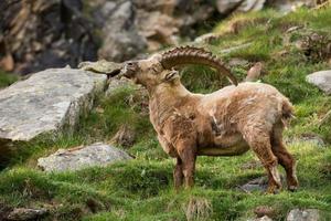 rådjur stenbock lång horn får Steinbock foto