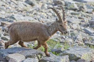 isolerat stenbock rådjur lång horn får Steinbock foto