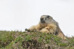 marmot porträtt när du tittar på dig foto