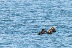 hav utter simning i prins william ljud, alaska foto