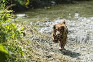 Lycklig valp hund löpning till du foto