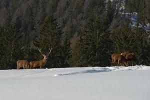 rådjur familj i snö och skog bakgrund foto