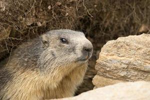 marmot porträtt när du tittar på dig foto