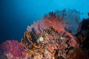 de färgrik under vattnet riken av raja ampat, papua indonesien foto