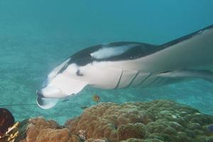 manta stänga upp porträtt i raja ampat papua indonesien foto