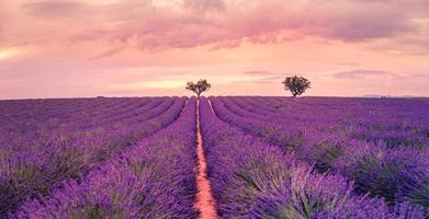 panorama- se av franska lavendel- fält på solnedgång. solnedgång över en violett lavendel- fält i provence, Frankrike, valensol. sommar natur landskap. skön landskap av lavendel- fält, lyft upp färger foto