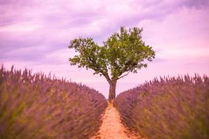 panorama- se av franska lavendel- fält på solnedgång. solnedgång över en violett lavendel- fält i provence, Frankrike, valensol. sommar natur landskap. skön landskap av lavendel- fält, lyft upp färger foto