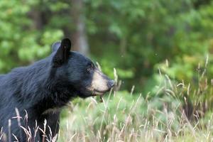 ett isolerat svart Björn i de grön bakgrund i alaska foto