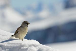 dolomiterna enorm panoramautsikt i vintersnötid foto