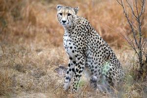 gepard sårad i kruger parkera söder afrika foto