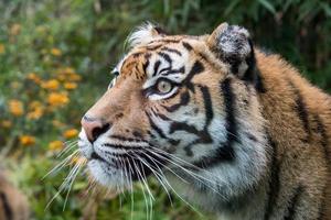 sumatra tiger porträtt stänga upp medan ser på du foto