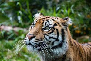 sumatra tiger porträtt stänga upp medan ser på du foto