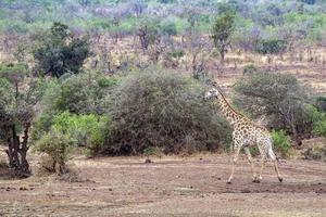 giraff i kruger parkera söder afrika foto