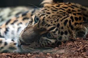 norr kinesisk leopard stänga upp foto
