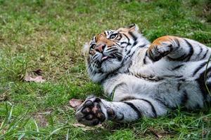 sumatra tiger porträtt stänga upp medan ser på du foto