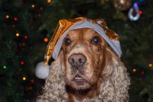 santa klädd hund cockerspaniel spaniel foto