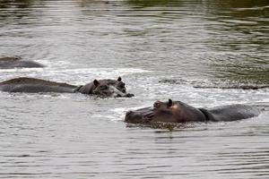 flodhästar i kruger parkera söder afrika foto