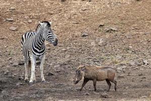 zebra och warthog på de slå samman i kruger parkera söder afrika foto