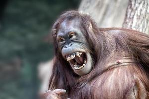 orangutang apa stänga upp porträtt foto