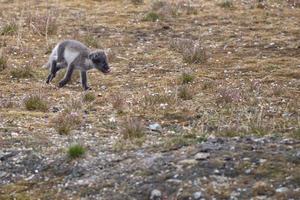 arktisk räv i svalbard spitzbergen foto