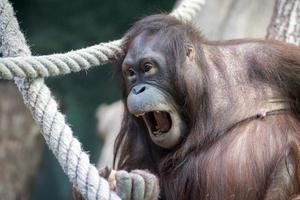 orangutang apa stänga upp porträtt foto