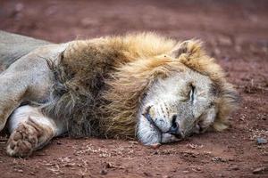 manlig lejon i kruger parkera söder afrika foto