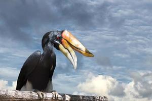 noshörning hornbill medan stående på himmel foto