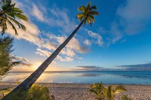 polynesien strand underbar röd solnedgång på kokos träd foto